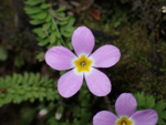 <i>Primula merrilliana </i>