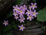 <i>Primula merrilliana </i>