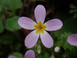 <i>Primula merrilliana </i>