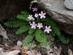 <i>Primula merrilliana </i>