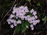 <i>Primula merrilliana </i>