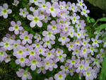 <i>Primula merrilliana </i>