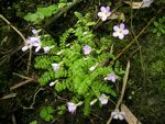 <i>Primula merrilliana </i>