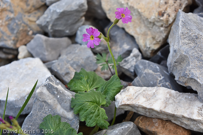 <i>Primula minkwitziae </i>