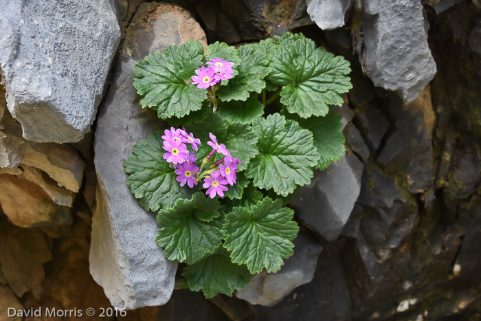 <i>Primula minkwitziae </i>