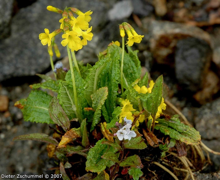 <i>Primula morsheadiana </i>