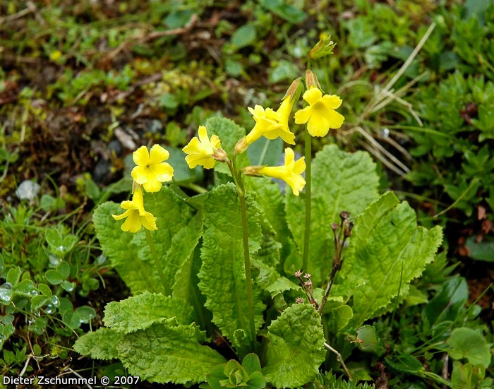 <i>Primula morsheadiana </i>