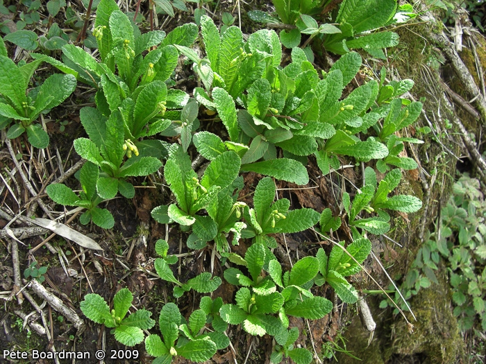 <i>Primula morsheadiana </i>
