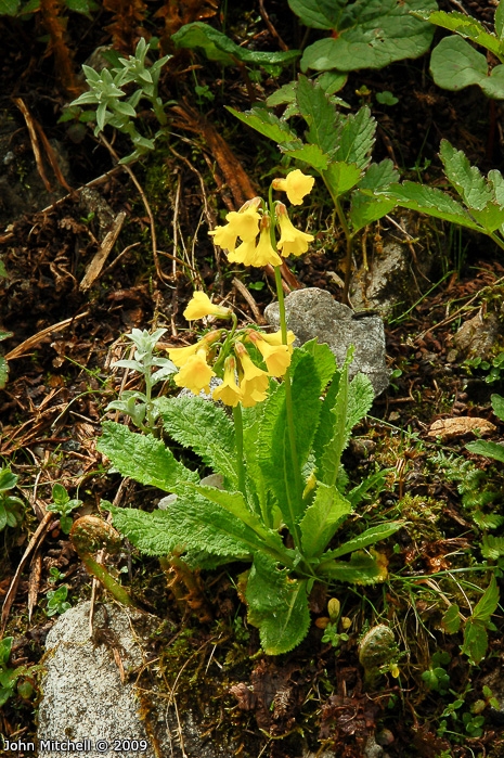 <i>Primula morsheadiana </i>