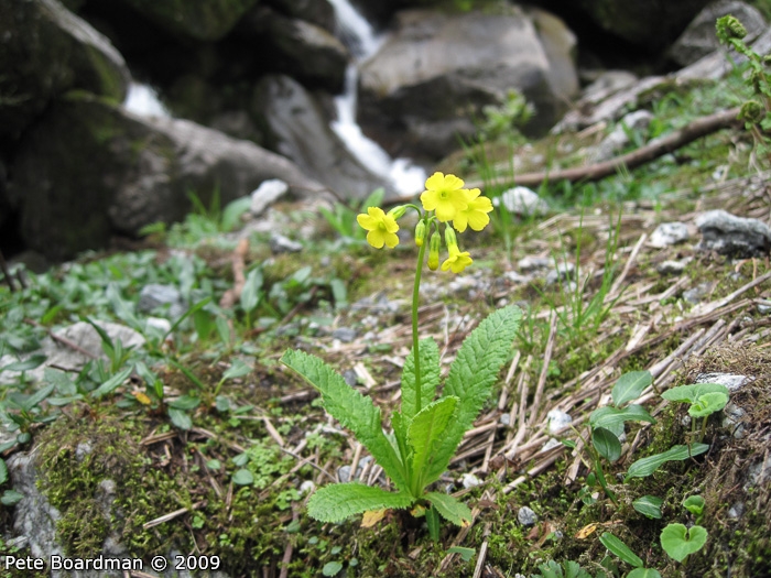 <i>Primula morsheadiana </i>