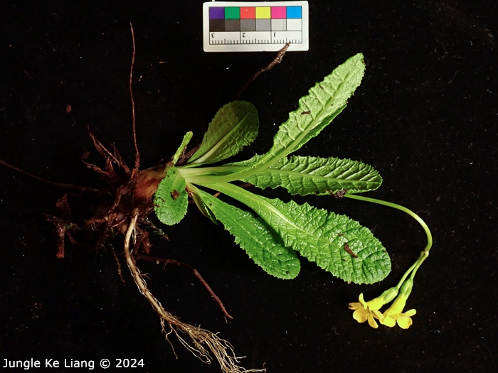 <i>Primula morsheadiana </i>