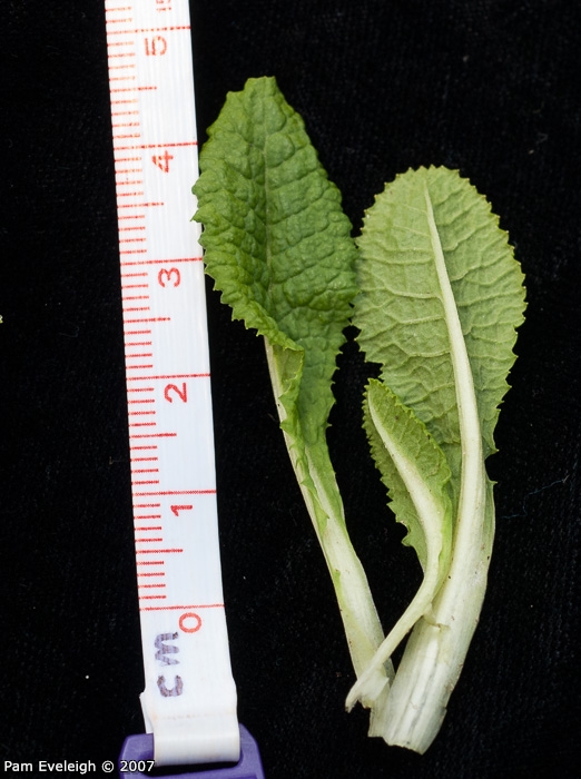 <i>Primula morsheadiana </i>