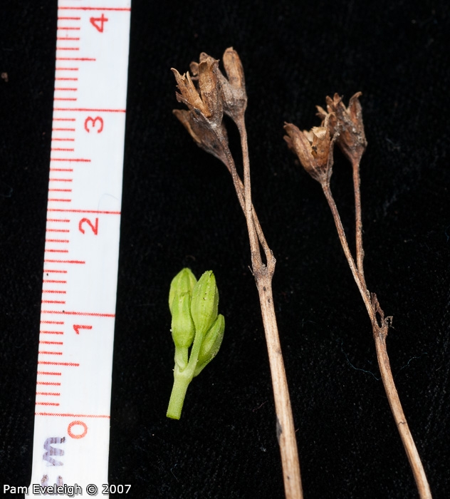 <i>Primula morsheadiana </i>