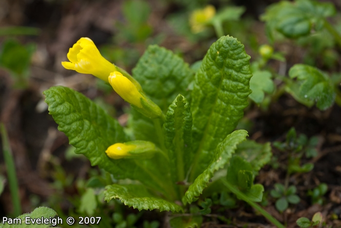 <i>Primula morsheadiana </i>