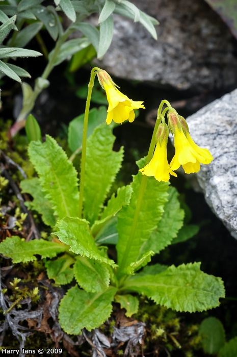<i>Primula morsheadiana </i>