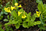 <i>Primula morsheadiana </i>