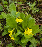 <i>Primula morsheadiana </i>