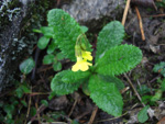 <i>Primula morsheadiana </i>