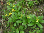 <i>Primula morsheadiana </i>