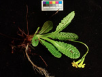 <i>Primula morsheadiana </i>