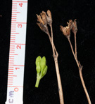 <i>Primula morsheadiana </i>