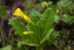 <i>Primula morsheadiana </i>