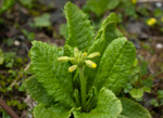 <i>Primula morsheadiana </i>