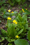 <i>Primula morsheadiana </i>