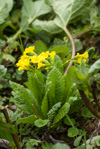 <i>Primula morsheadiana </i>