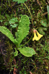 <i>Primula morsheadiana </i>
