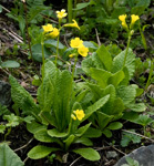<i>Primula morsheadiana </i>