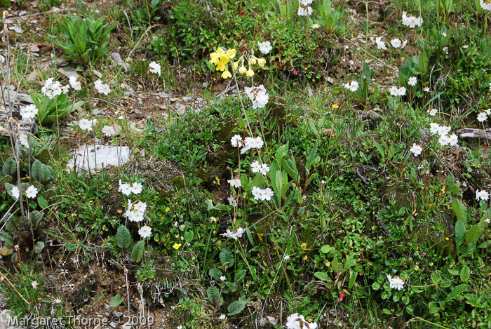 Primula munroi