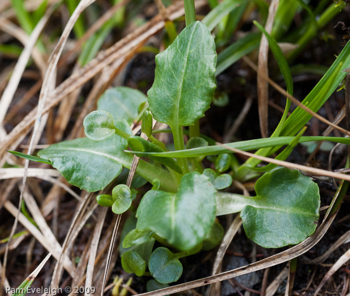 Primula munroi