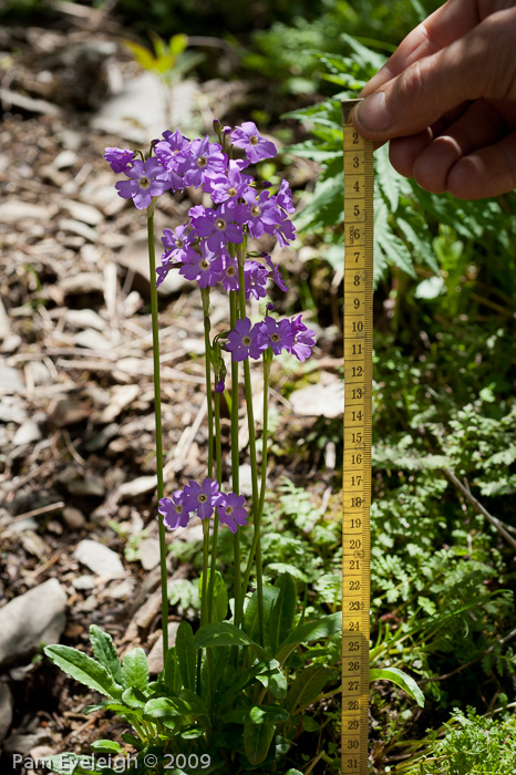 Primula munroi