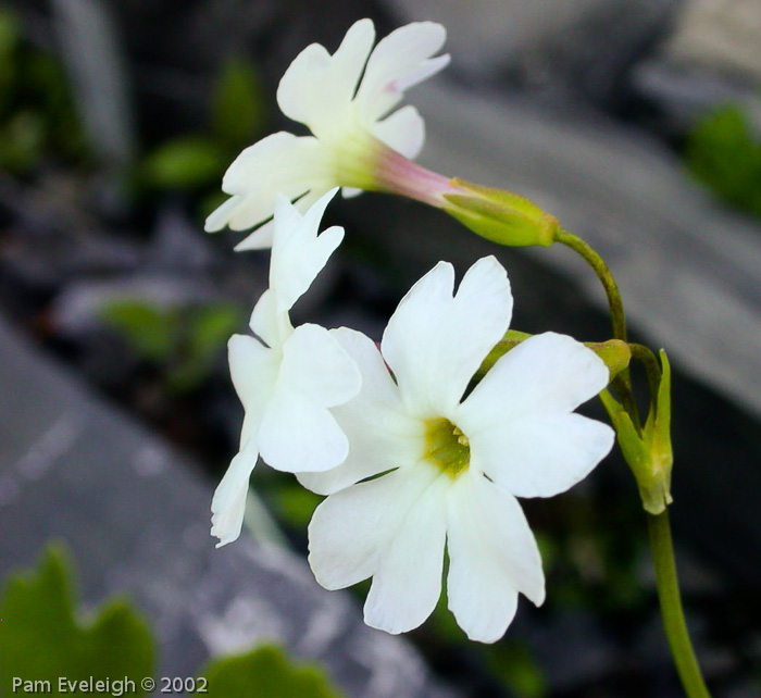 Primula munroi