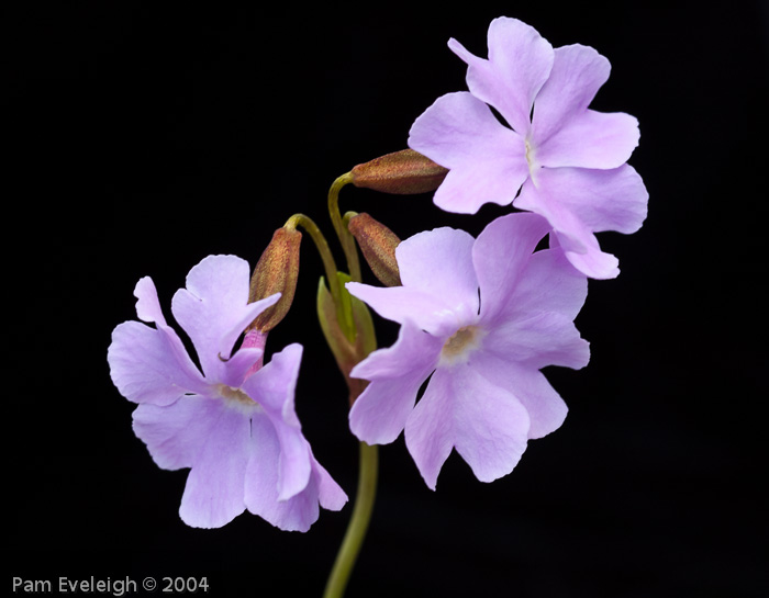 Primula munroi