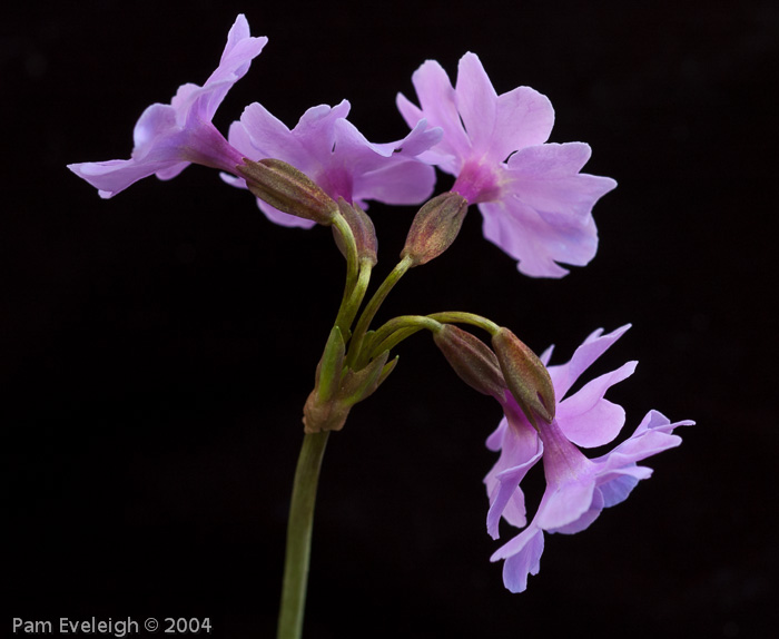 Primula munroi