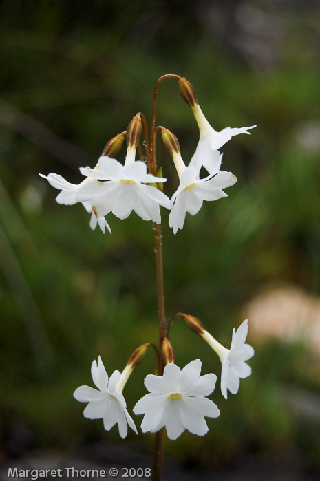 Primula munroi