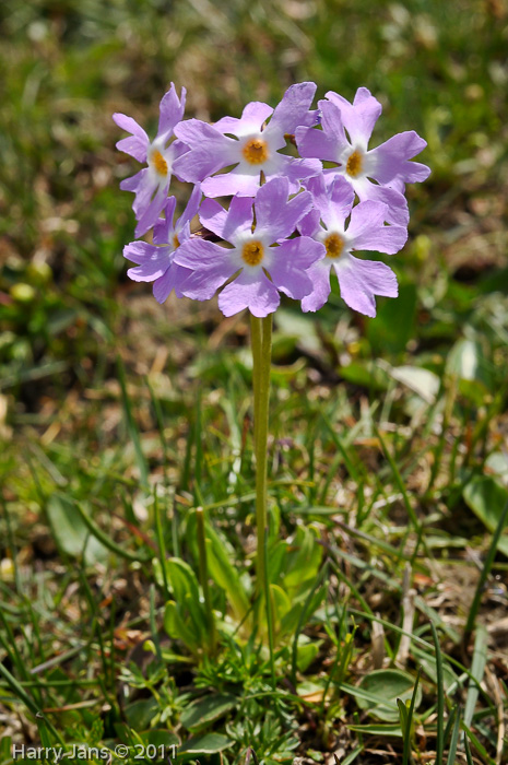 Primula munroi