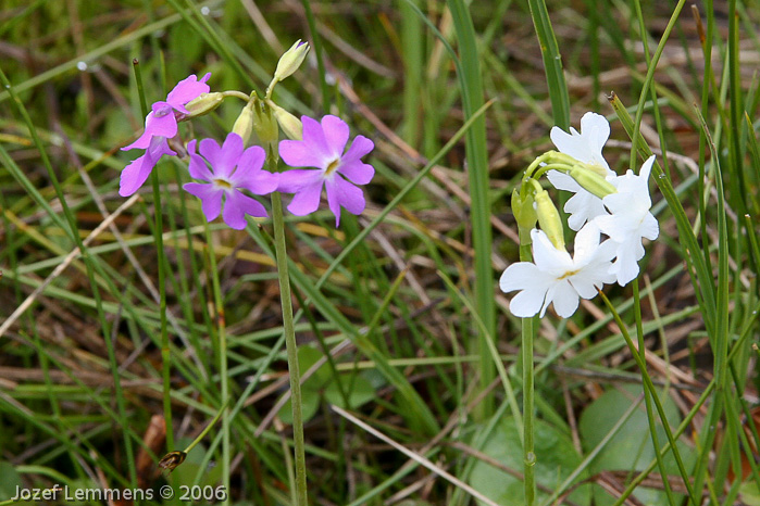 Primula munroi