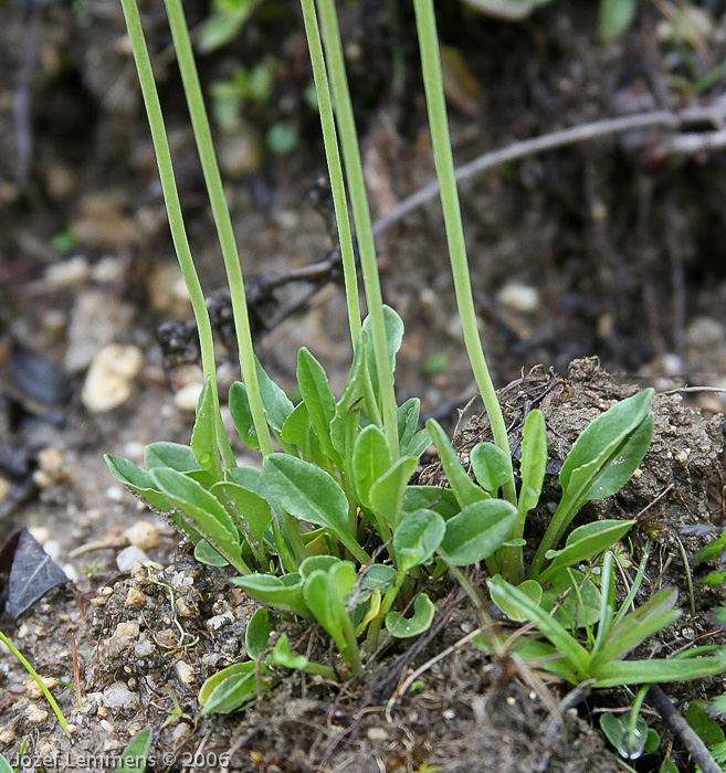 Primula munroi