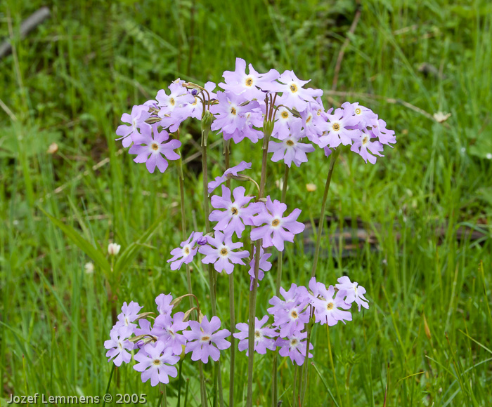 Primula munroi