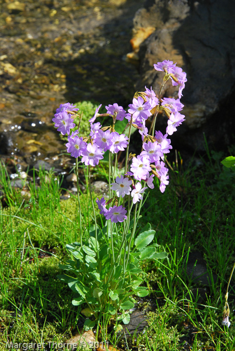 Primula munroi