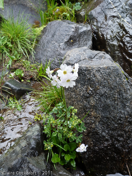 Primula munroi