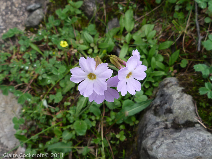 Primula munroi