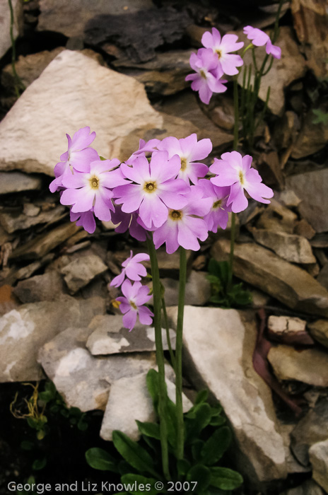 Primula munroi