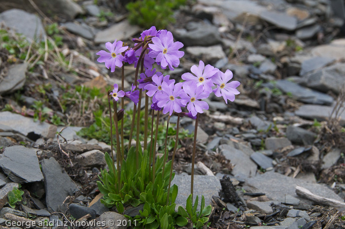 Primula munroi