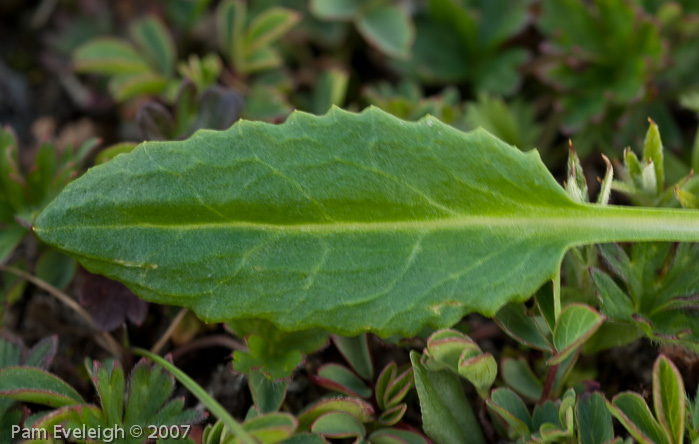 Primula munroi