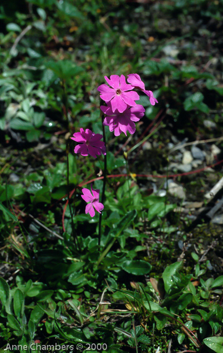 Primula munroi