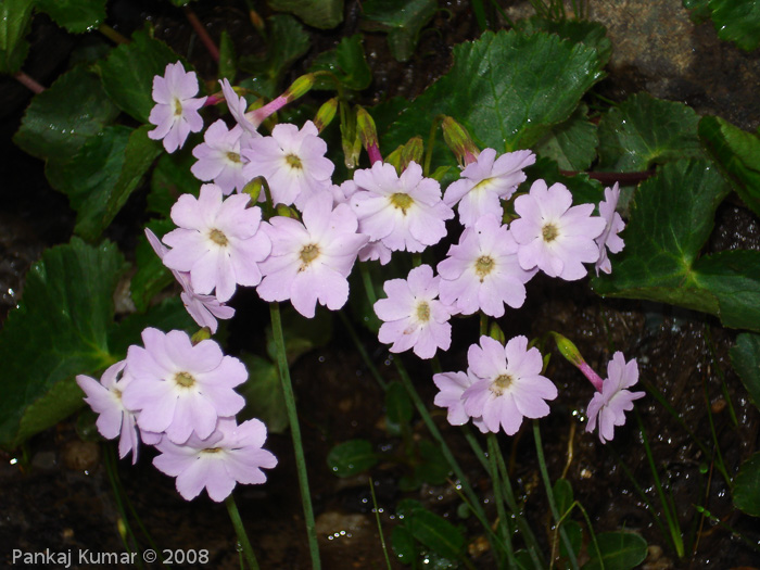 Primula munroi